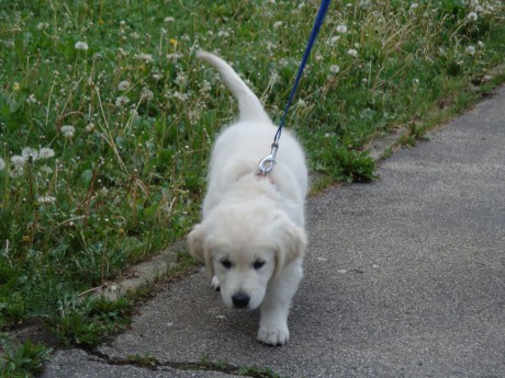 nedělní vycházka- 13.5. 2012